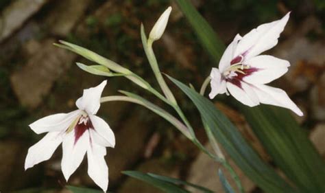 And it has bulbs in the roots. The top five bulbs to plant for an autumn garden flowering ...