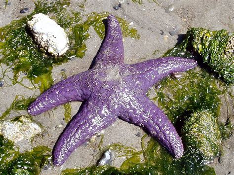 Purple Starfish Sea Star Sea Image
