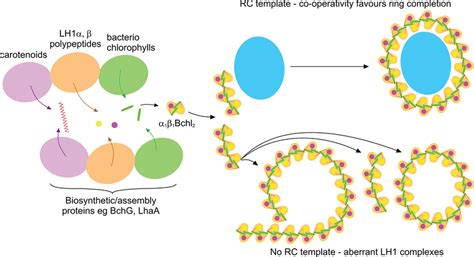 A Schematic Representation Of The Assembly System Of Rhodobacter