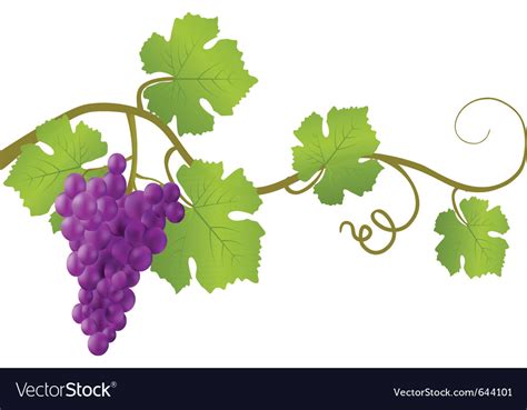 Red Grape Vine Royalty Free Vector Image Vectorstock