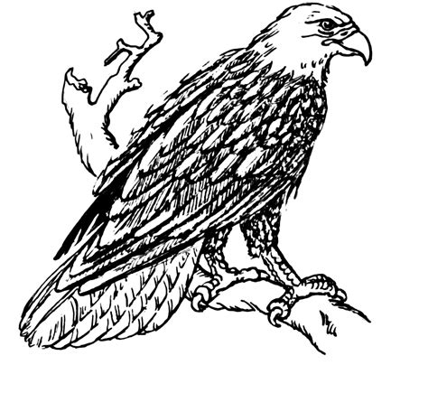 Águila Adorable Para Colorear Imprimir E Dibujar Dibujos Colorearcom