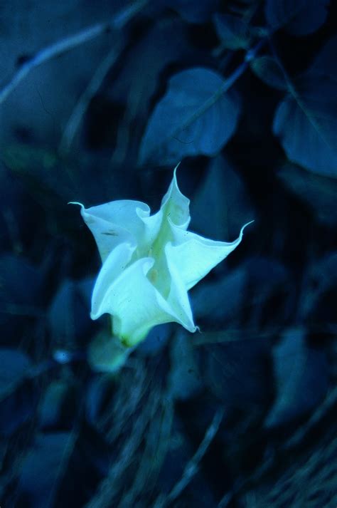 White Datura Flower Closing 1 Of 2 Earth A Work In Progress