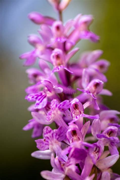 Purple Wild Orchid Flower Stock Photo Image Of Botany 224933252
