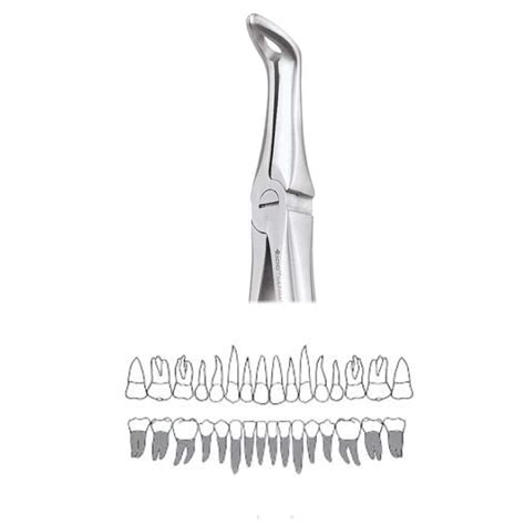 Buy Gdc Extraction Forceps Lower Roots 45 Standard Fx45s Online