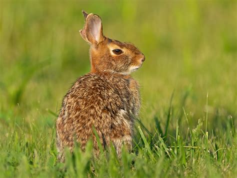 Eastern Cottontail Rabbit © Brian E Kushner Sony A1 Sony F Flickr