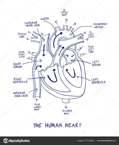 Esbozo De Anatomía Del Corazón Humano En Línea Azul Sobre Un Fondo