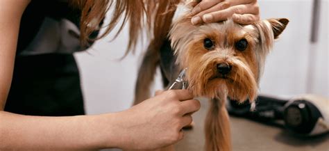 30 Hilariously Bad Dog Haircuts