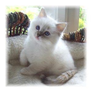 Ragdoll kittens, pleasant valley, texas. Ragdoll Cats and Kittens For Sale - Bakerview Rags
