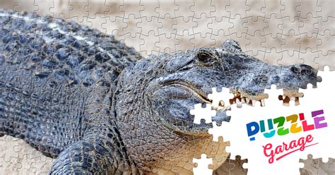 Crocodile Jigsaw Puzzle Animals Reptiles Puzzle Garage