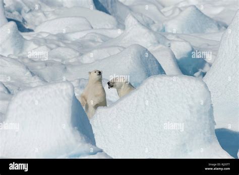 Polar Bear Ursus Maritimus Mother With Cub North East Greenland