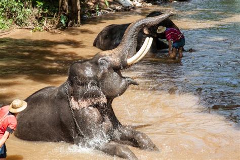 Elephant Bathing In The River Stock Image Image Of Elephant Chiangmai 60062907