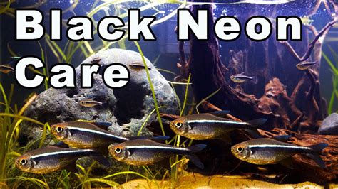 Black Neon Tetra Care And Breeding The Best Neon Youtube