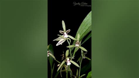 Anggrek Tanah Cymbidium Lancifolium Youtube