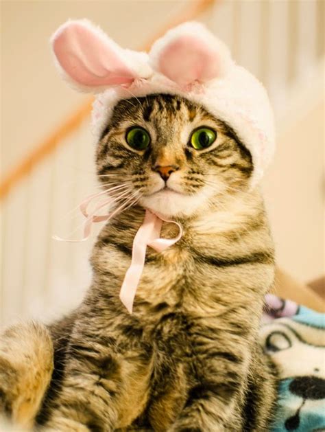 Choco Toujours Easter Bunny Cats