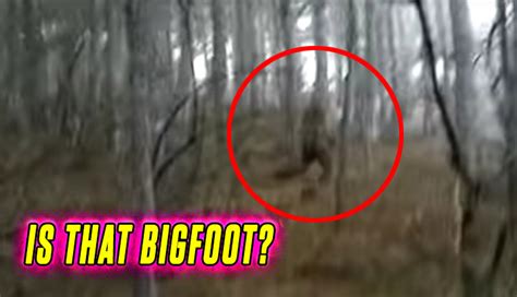 The Crypto Blast Hiker Video Of Bigfoot Revealed