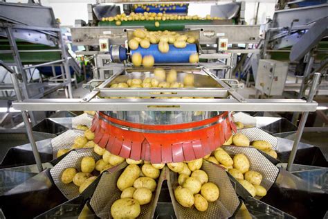 Potato Sorting Machine On Production Line In Food Processing Plant