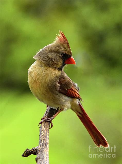 Gorgeous Coloring Of A Female Northern Cardinal Photograph By Cindy