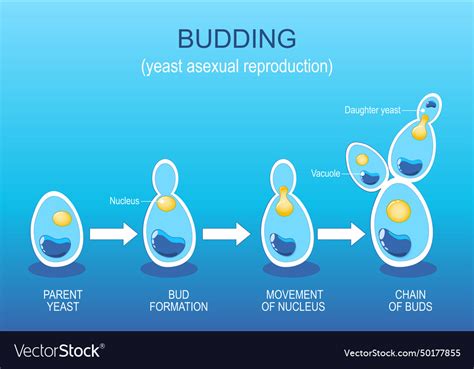 Budding Yeast Asexual Reproduction Fungi Vector Image