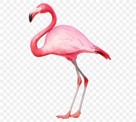 Flamingo Clip Art Png 1185x1064px Flamingo Beak Bird
