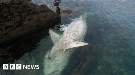Basking Shark Washed Up In Cornwall Offers Rare Opportunity Bbc News