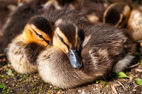 10806 Baby Ducks Stock Photos Free And Royalty Free Stock Photos From