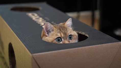 The Reason Cats Love Climbing Inside Boxes Nerdist