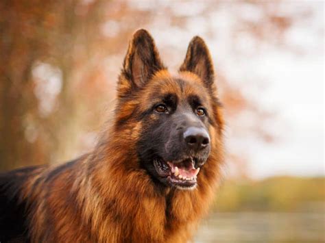 What Is A Long Haired German Shepherd Breed Basics 101 K9 Pie