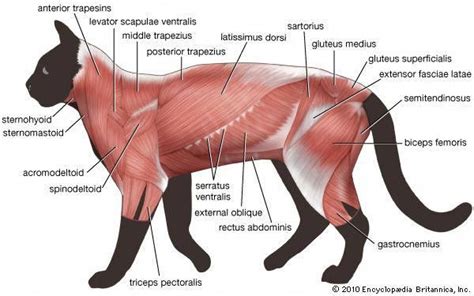 Pin By Ava On Veterinary Medicine Cat Anatomy Animals Anatomy