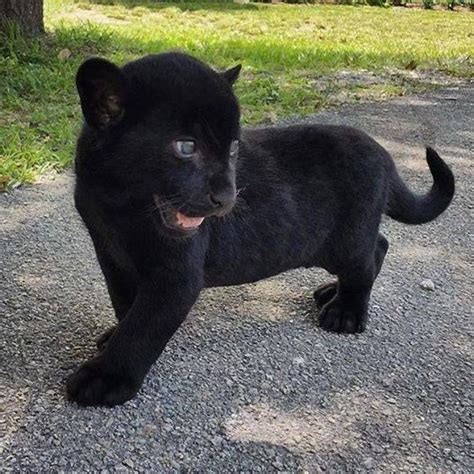Baby Black Panther Cub Animal And Bird Babies Pinterest