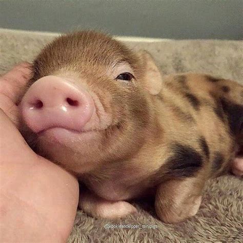 Ou On Cute Piglets Cute Baby Pigs Cute Baby Animals