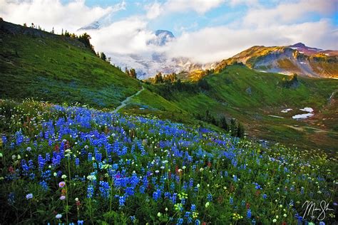The Wildflowers Of Mount Rainier Paradise Mount Rainier