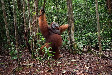 Bornean Orangutan Mature Male Doyok Standing Supported By A Liana