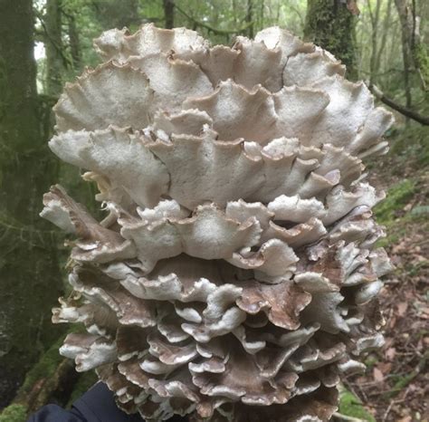 Hen Of The Woods Identification Edibility Distribution Medicinal