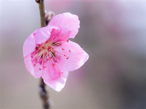 Peach Blossom Free Photo Download Freeimages