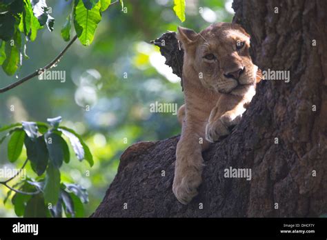 African Lion Resting In Tree Lake Manyara National Park Panthera Leo