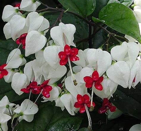 Bleeding Heart Clerodendron Thomsoniae Climber White Flowers Plant In