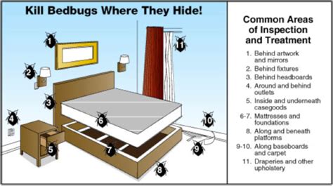 Bed Bugs How To Identify A Infestation Milberger Pest Control