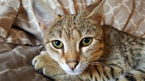 Usually a bengal cat is used for their similar coat. Supreme Savannahs - f1 f2 f3 f4 f5 savannah kittens ...