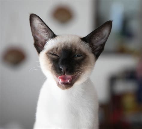 Siamese Cat Pictures And Information Cat