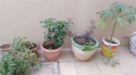 Pots And Plants Qatar Living