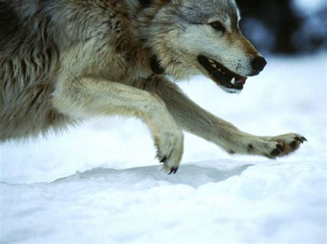Defending Gray Wolves Earthjustice