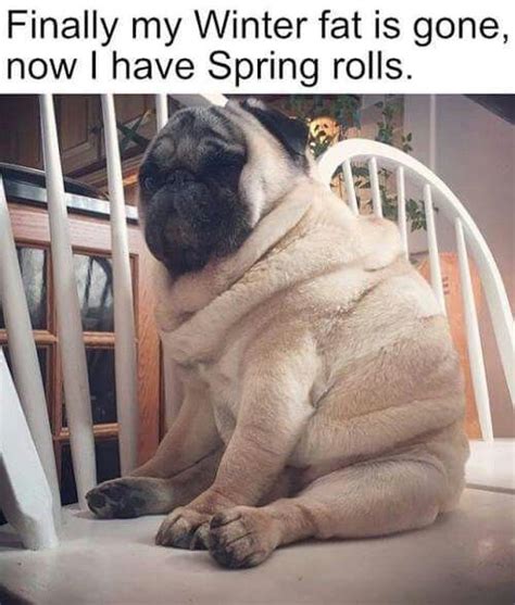 70 funny dog quotes and sayings my dog s name. To funny | Pugs funny, Cute funny animals, Funny animal jokes