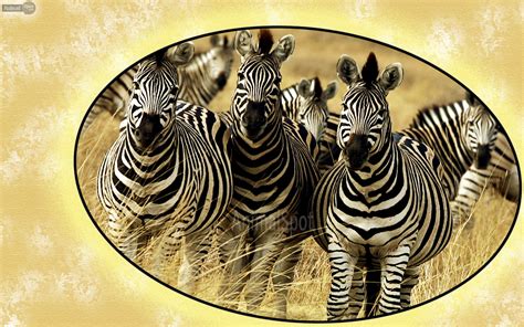 74 Zebra Desktop Wallpaper