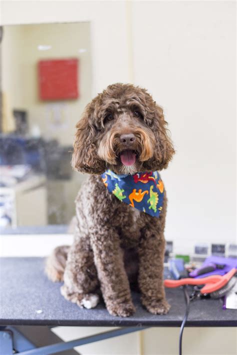 How to groom a labradoodle at home in between dog grooming sessions with the top 4 dog grooming products. Goldendoodle labradoodle groom | The Pet Hospitals