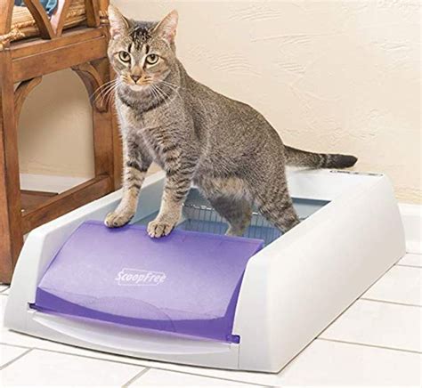 The 8 Best Automatic Cat Litter Boxes Of 2022