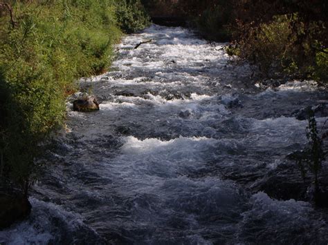 The Dan River, Israel 2009 | Holy land israel, Holy land, River