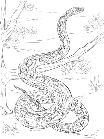 Black mamba snake stock vectors, clipart and illustrations. Black Mamba coloring, Download Black Mamba coloring for ...