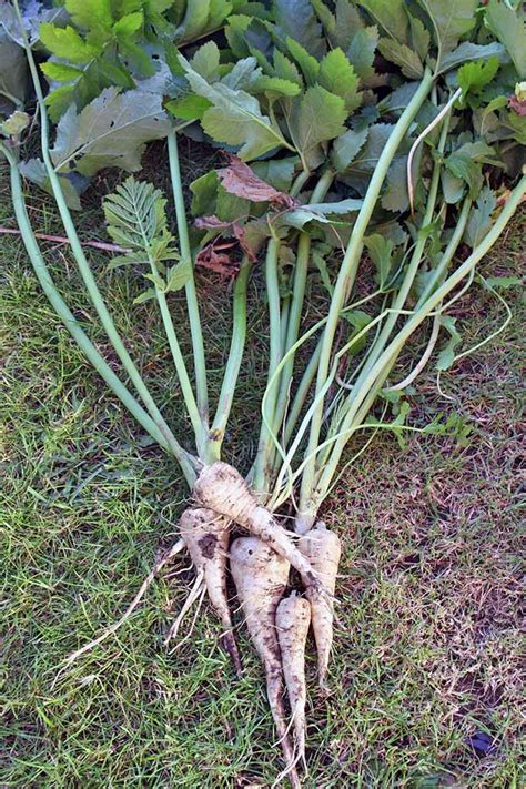 How To Plant And Grow Parsnips Gardeners Path