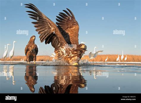 Eagle Wings Outstretched High Resolution Stock Photography And Images