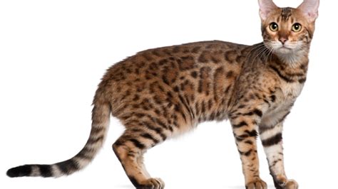 6 Brilliant Facts About Bengal Cats Mental Floss